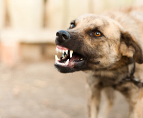dog-bites-image